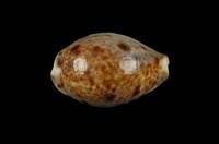 藏品(山貓寶螺)的圖片